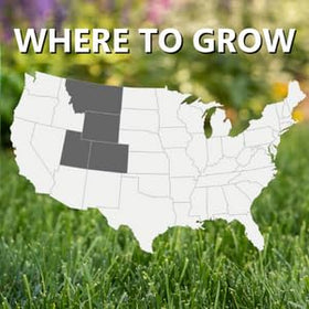 Jonathan Green seed dispersion promotes early green growth
