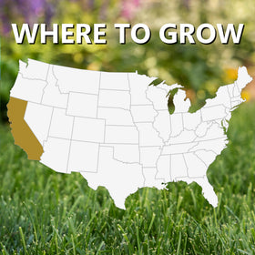 Jonathan Green Black Beauty Golden State seed in sunny area forms dense, dark green lawn.