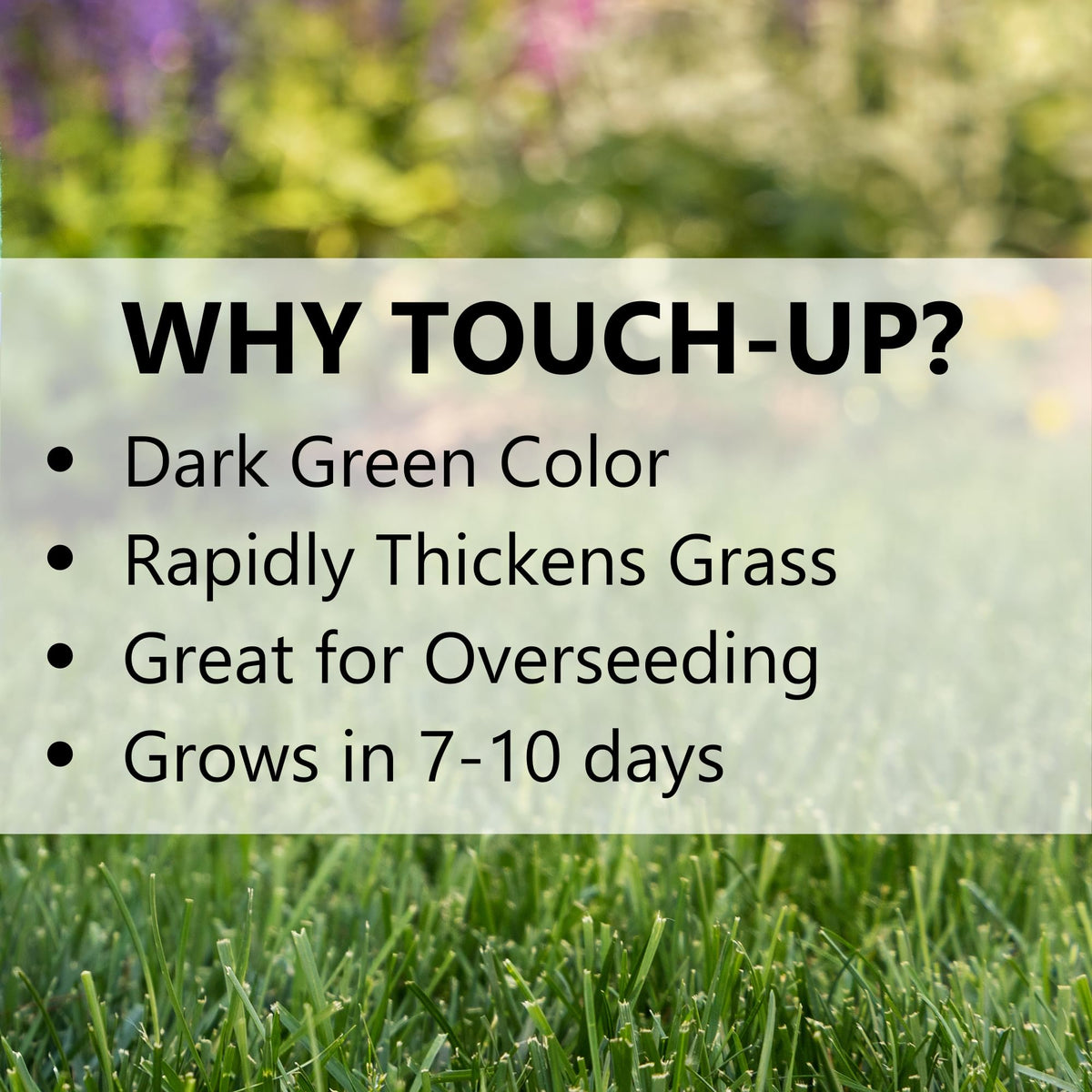 Overseeding with Jonathan Green TRI-RYE for a winter-green carpet.