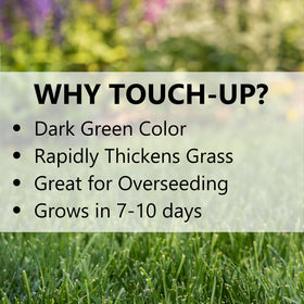 Overseeding with Jonathan Green TRI-RYE for a winter-green carpet.