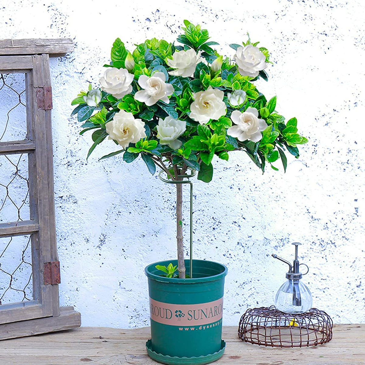 Joyhalo hydrangea and tomato support helps prevent bending.