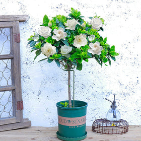 Joyhalo hydrangea and tomato support helps prevent bending.