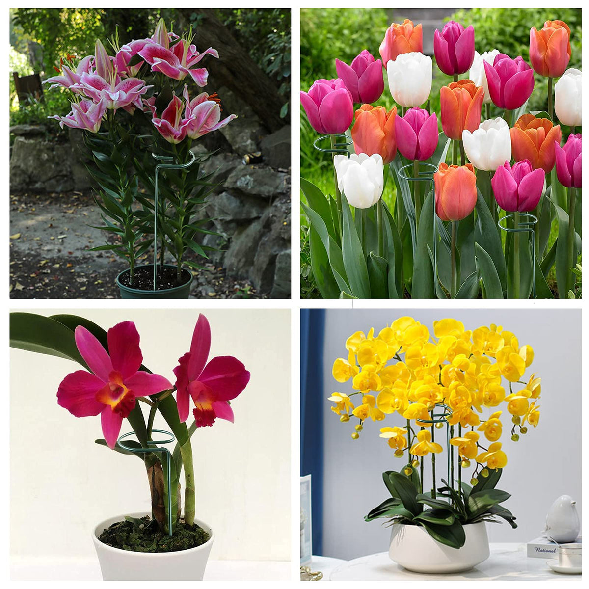 Joyhalo orchid stake supports indoor plant growth