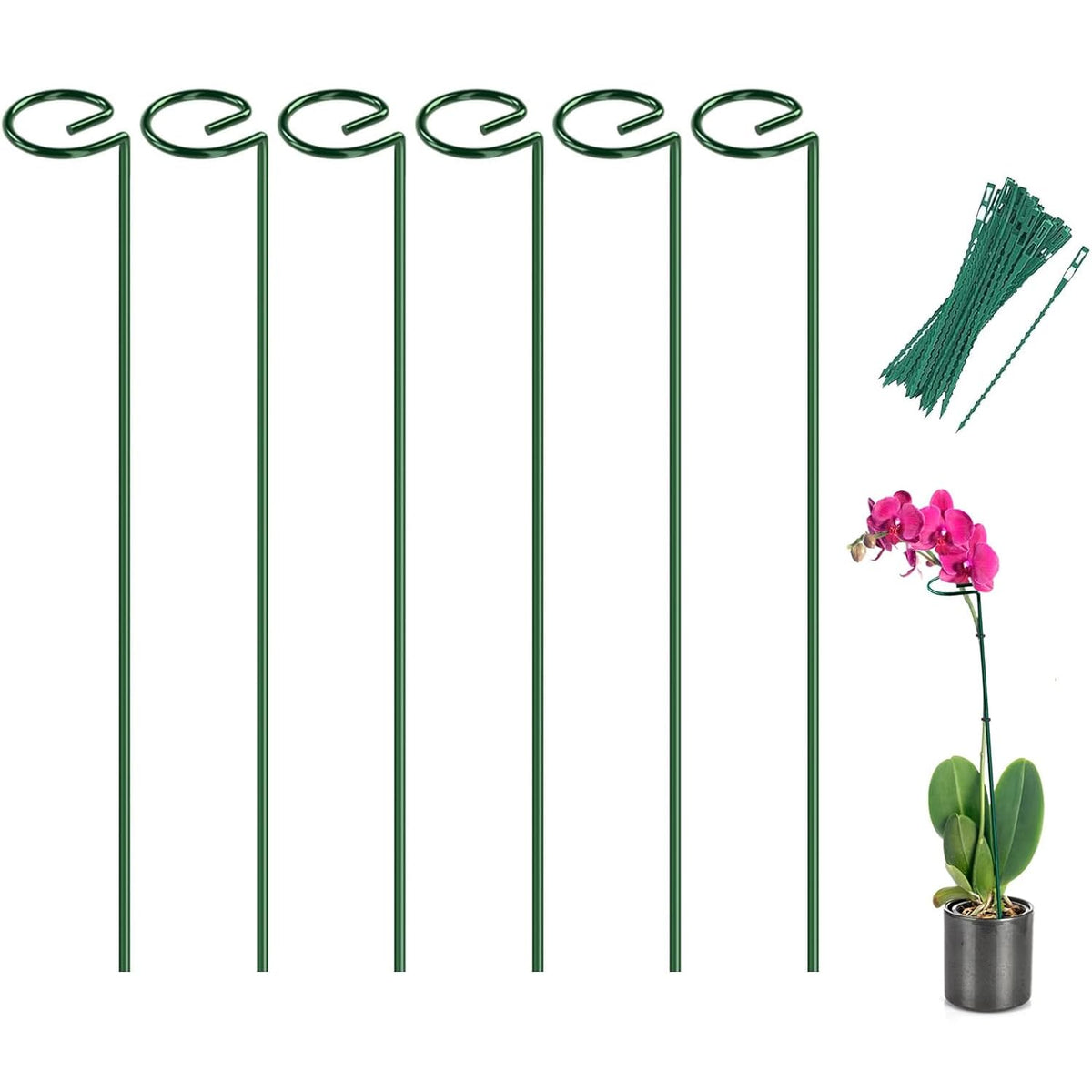 Joyhalo plant stake with ring design supporting delicate stems safely