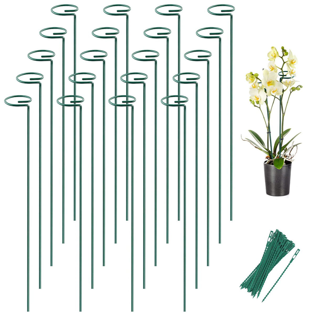 Joyhalo 24-inch plant stake with ring providing secure stem support