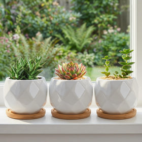 Jucoan bamboo tray collection shown with sleek white pots.