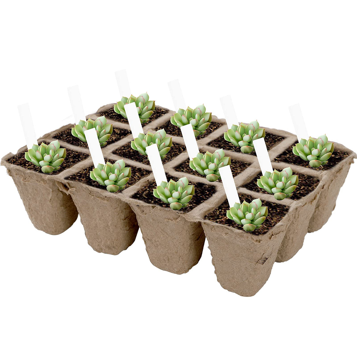 Jucoan biodegradable peat pots retain moisture for healthy seedlings.