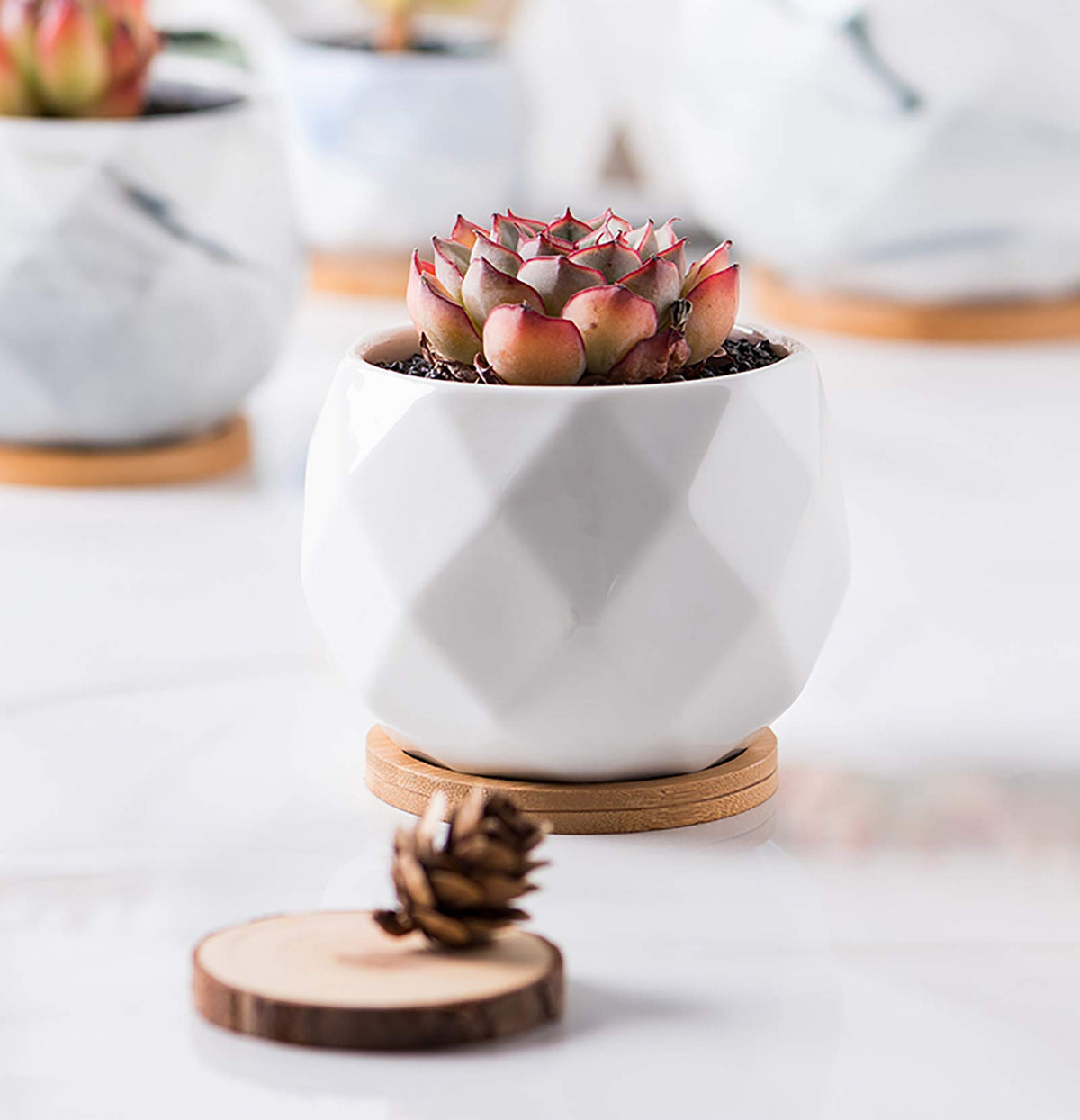 Jucoan gift-ready plant pots for housewarming and gifting.