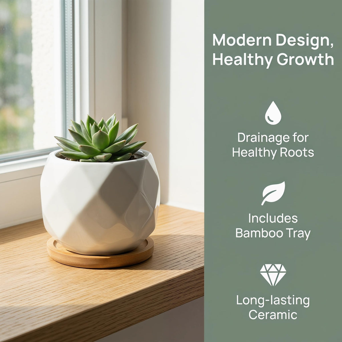 Jucoan succulent display on desk with clean lines and natural trays.