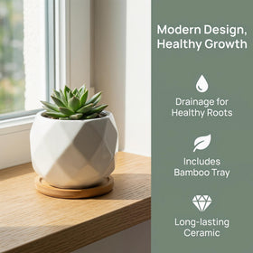 Jucoan succulent display on desk with clean lines and natural trays.