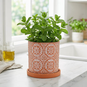 Jucoan terracotta pot close up reveals high temperature bake finish