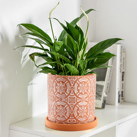 Jucoan terracotta pot suitable for indoor and outdoor display