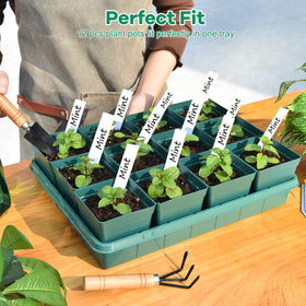 June Fox 3.3-inch plastic pots ready for easy transplanting and better plant survival.