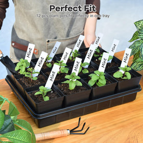 June Fox 3.3-inch seedling pots with drain holes prevent waterlogging.