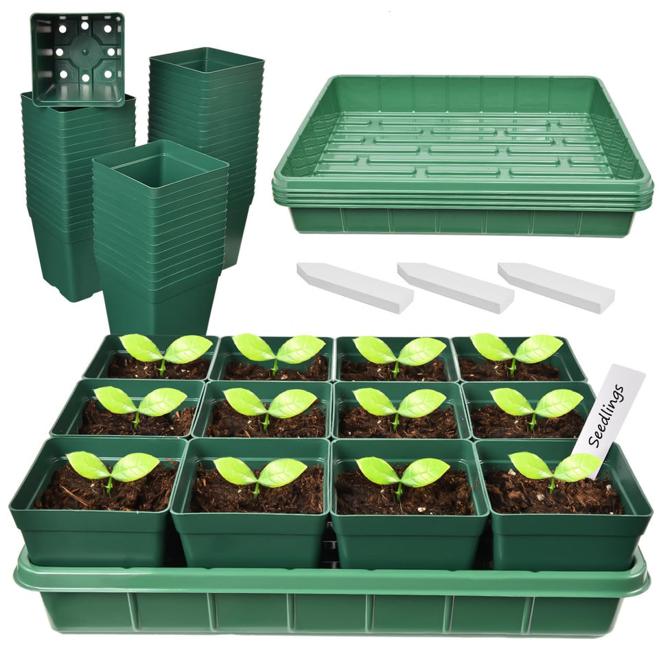 June Fox 60 nursery pots with drainage holes for healthy seedling growth.