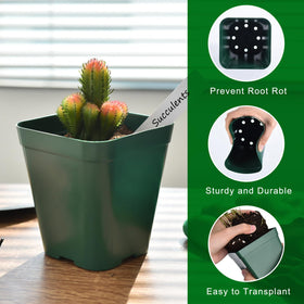 June Fox nursery pots show drainage holes to prevent overwatering.