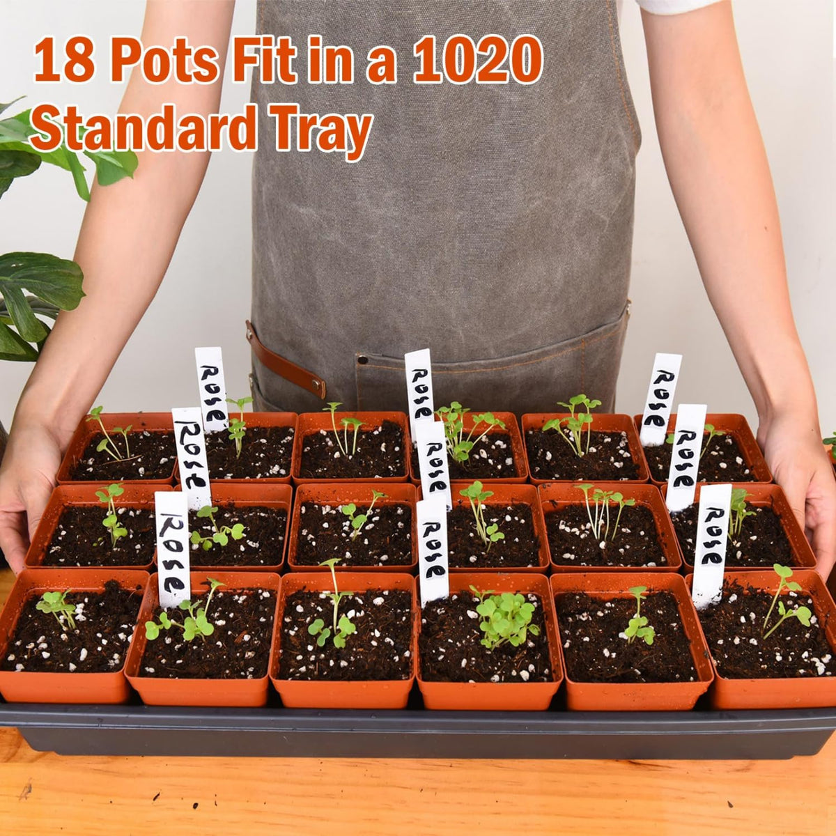 June Fox nursery pots are ideal for greenhouse to outdoor planting and displays.