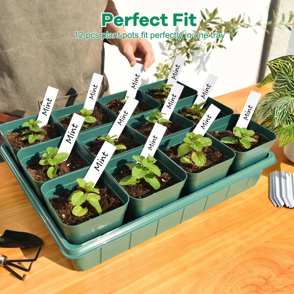 June Fox plant labels with 60-count data for variety tracking.