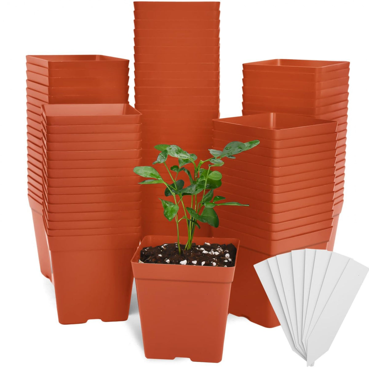 June Fox red square seedling pot with drainage holes for healthy root airflow.
