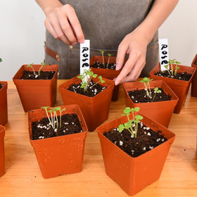 June Fox seedling pots designed for gentle transplanting and reuse across seasons.