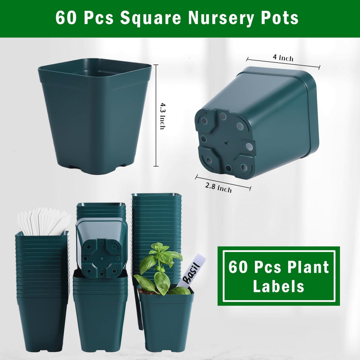 June Fox seedling pot 4-inch green showing drainage holes for healthy watering.