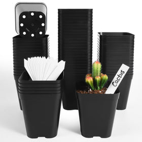June Fox seedling pots 60-pack black square 4-inch with drainage for healthy starts
