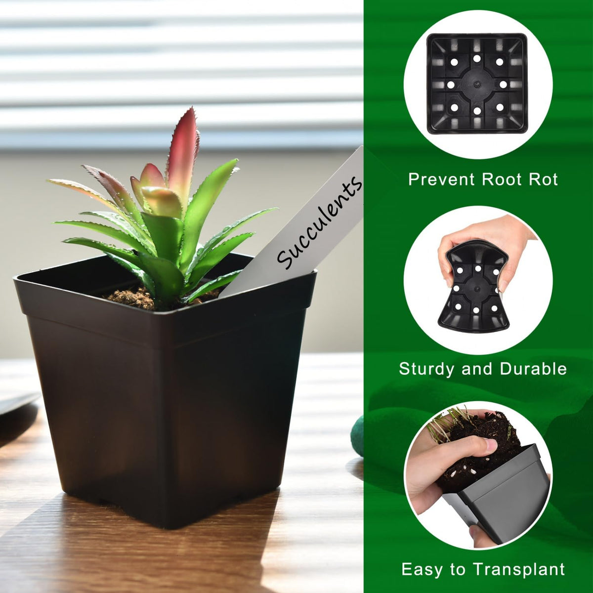 June Fox seedling pots with bottom drainage holes support healthy roots.