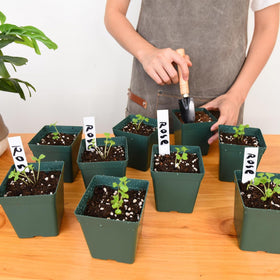 June Fox seedling transplant ready pot for garden setup.