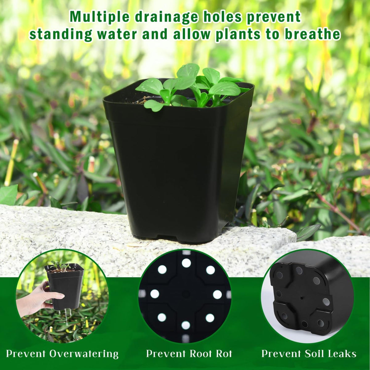June Fox transplant-friendly pots allow loosening soil without root disturbance