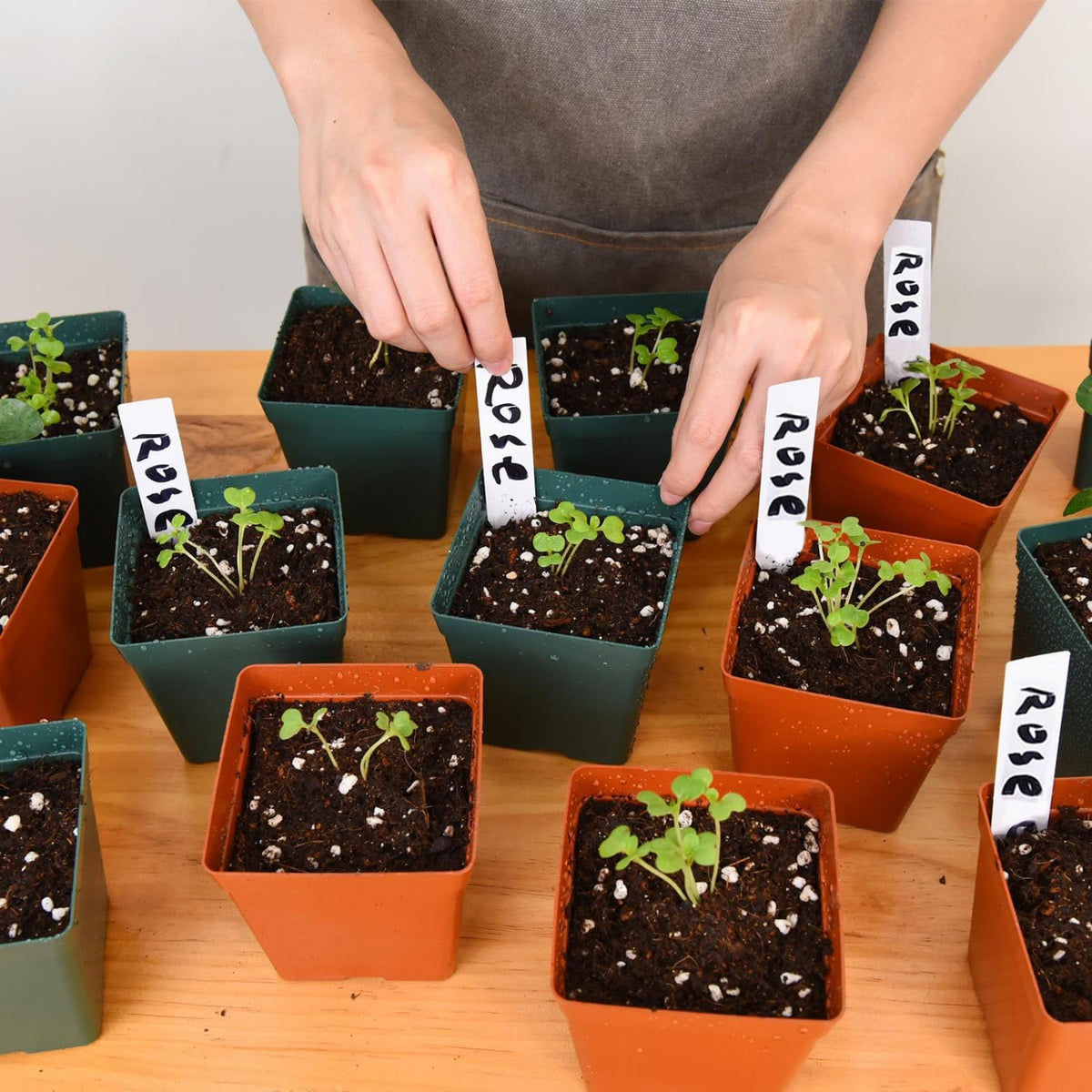 June Fox waterproof plant labels shown with pots for tracking