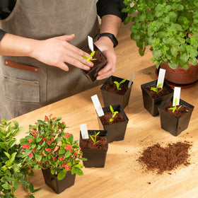June Fox pots suitable for greenhouse and outdoor planting in varied projects.