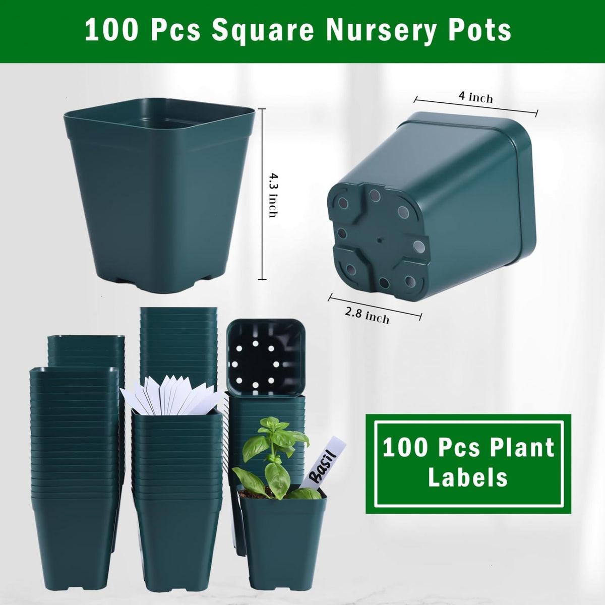 June Fox seedling pot showing bottom drainage holes for proper watering