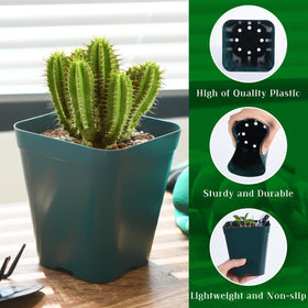 June Fox seedling pot facilitating easy transplant without disturbing roots