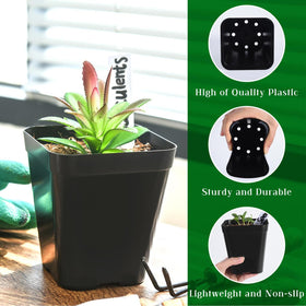 June Fox transplant-friendly seedling pots easing root loosening