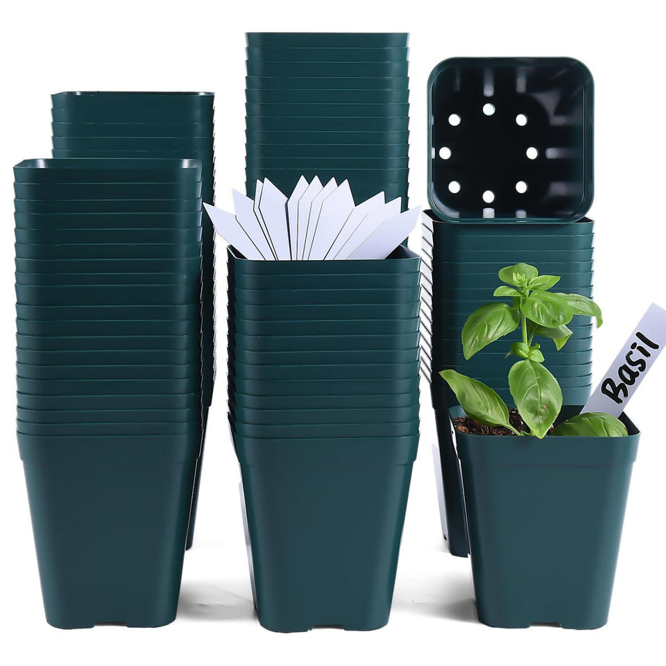 June Fox 4-inch square seedling pot with drainage for healthy growth