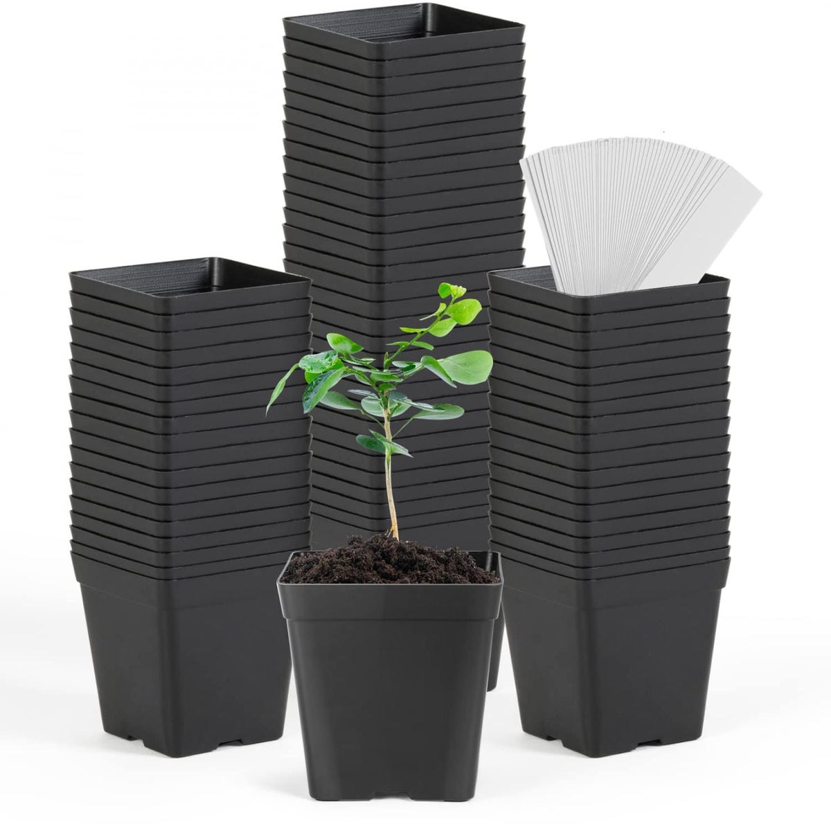June Fox square nursery pot 3.3 inches ideal for seedlings and space saving.