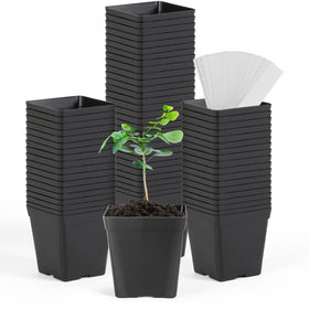 June Fox square nursery pot 3.3 inches ideal for seedlings and space saving.