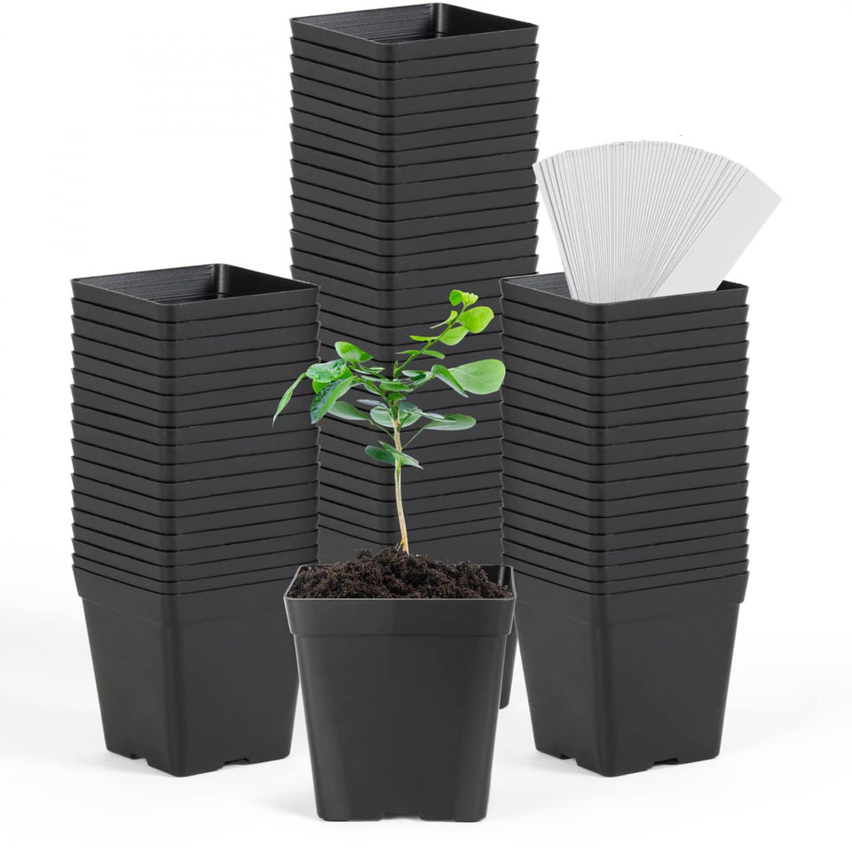 June Fox square nursery pot 3.3 inches ideal for seedlings and space saving.