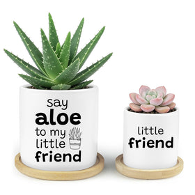 Jutasty Say Aloe pot with playful quote adds charm to a plant display.