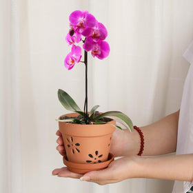 JUXYES 4-inch orchid pot dimensions help plan shelf space.