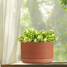 JUXYES 6x6x3-inch terracotta pot compact size fits small plants