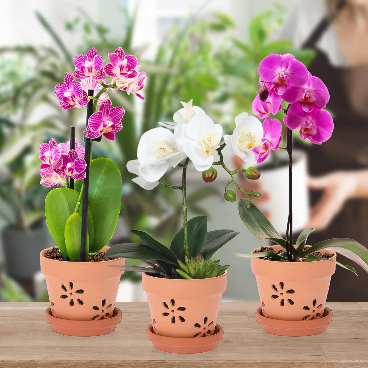 JUXYES heavy terracotta pot adds stability for top-heavy orchids.