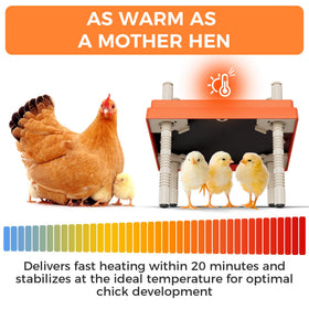 JXJHOVV Smart Chick Brooder Plate in-use chicks enjoying steady warmth.