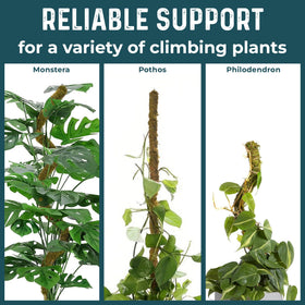 K-Brands 42-inch tall support for large indoor plants
