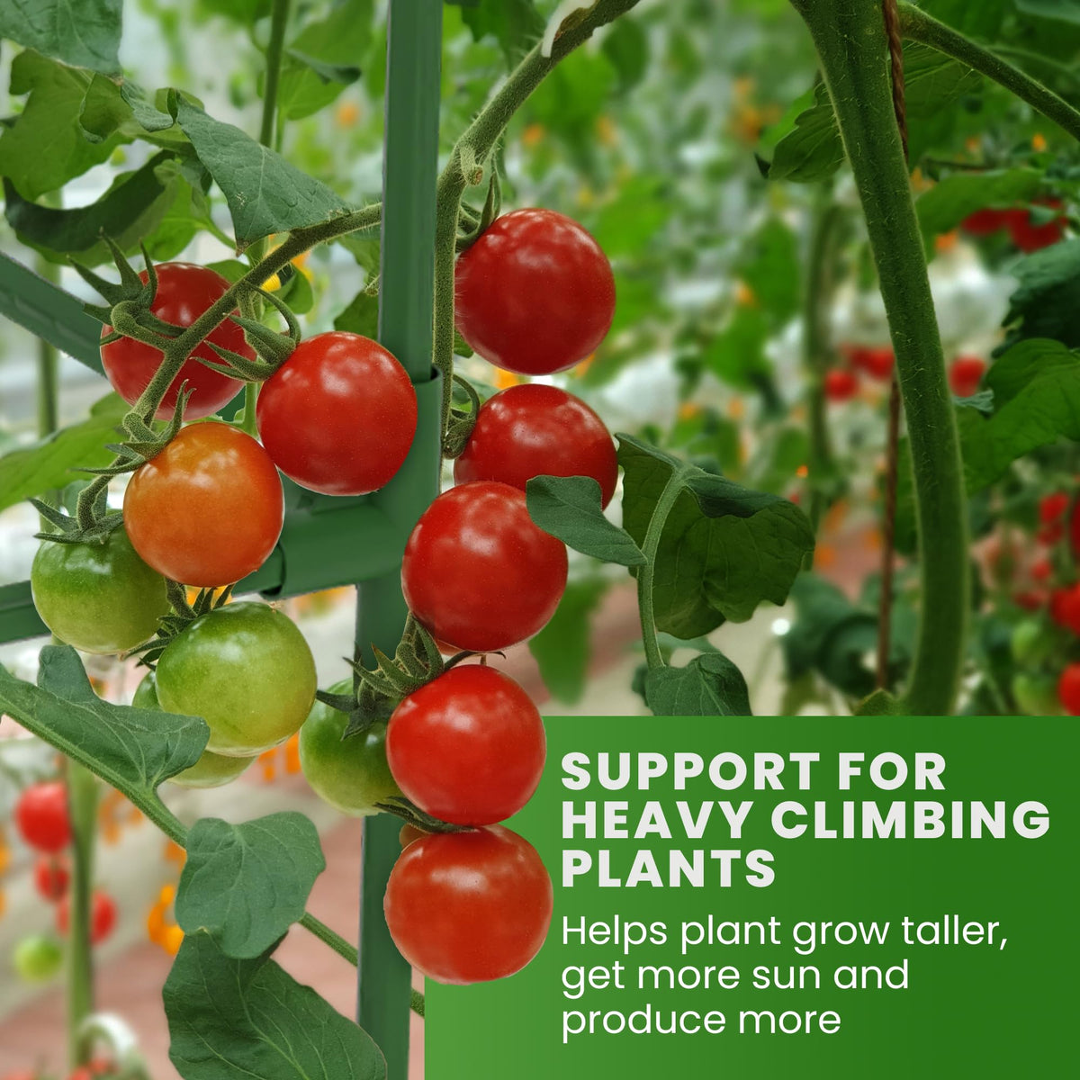 Sturdy structure helps vines grow upright with strong stems.