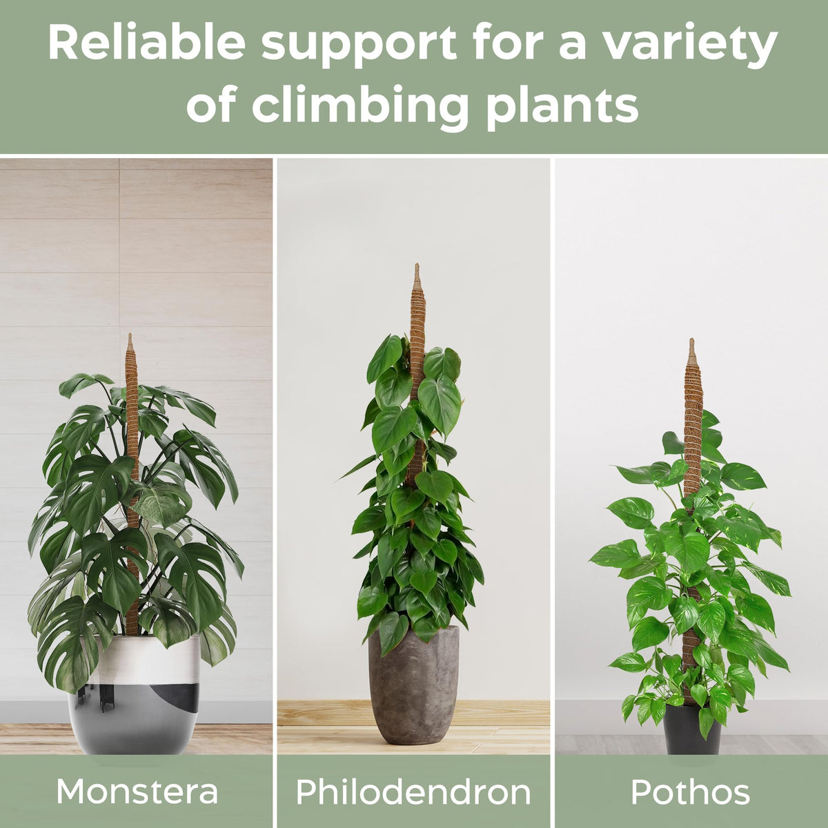 Eco-friendly coconut coir moss pole for indoor trellising