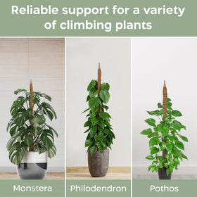 Eco-friendly coconut coir moss pole for indoor trellising