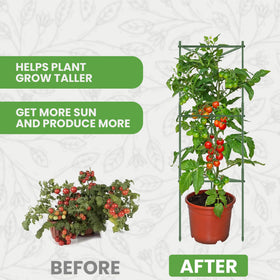 K-Brands tomato cage supports fruit while leaves stay lifted and balanced.