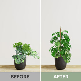 Sturdy two-pack supports tall climbing houseplants