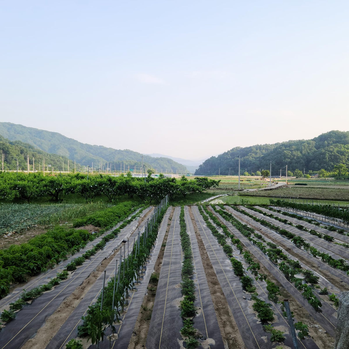 KANAGAWA weed barrier under mulch setup prevents weeds while keeping soil moist.